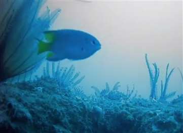 珠海庙湾人工鱼礁 视频