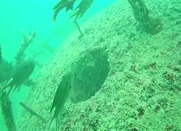 三亚西岛珊瑚礁 视频
