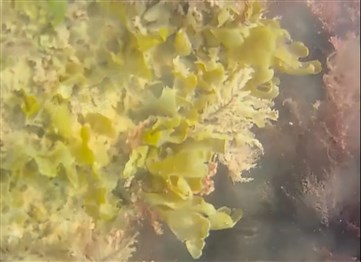 LBF300A 拍摄藻类视频
