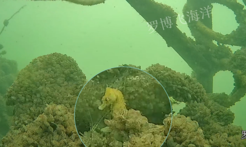 生态修复见成效丨潍坊牡蛎礁监测点首现“金色海马”