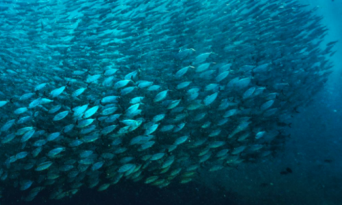 双目采集 高速识别丨鱼群生长状态评估告别“人工统计”