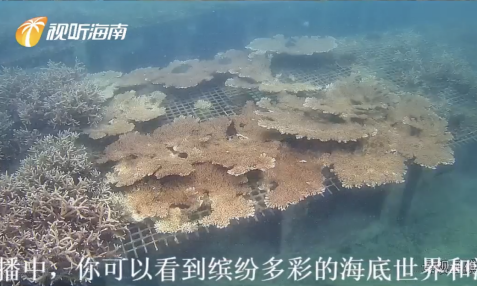 快来围观丨7*24小时直播三亚热带海洋牧场的水下多彩世界