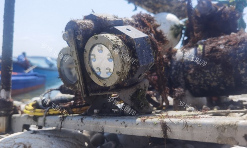 世界海洋日丨物联网如何“深度唤醒”海洋