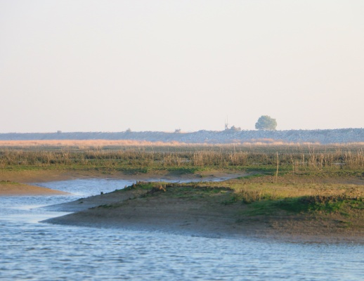 互花米草治理丨三年，从绿色沙漠到如画湿地
